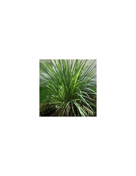 Lemongrass - Citronová tráva  50g, Salvia Paradise