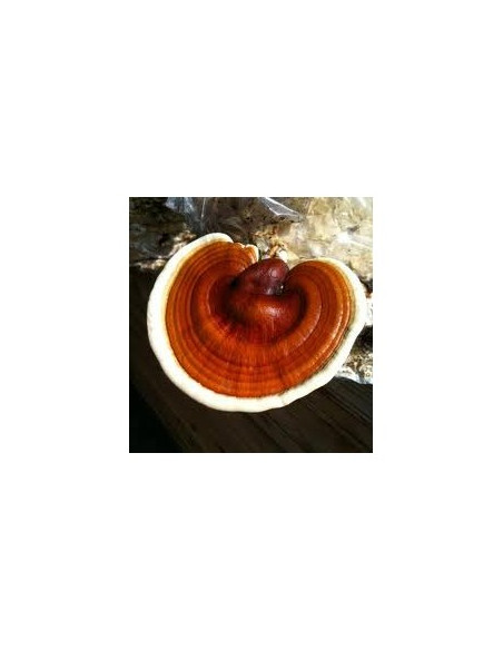 Reishi (Lesklokorka lesklá)  90 kapslí x 500 mg, Mycomedica 1