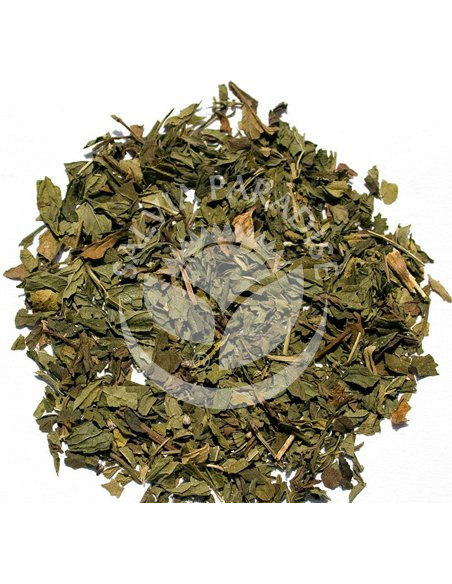 Marocká máta - NANA  50g, Salvia Paradise