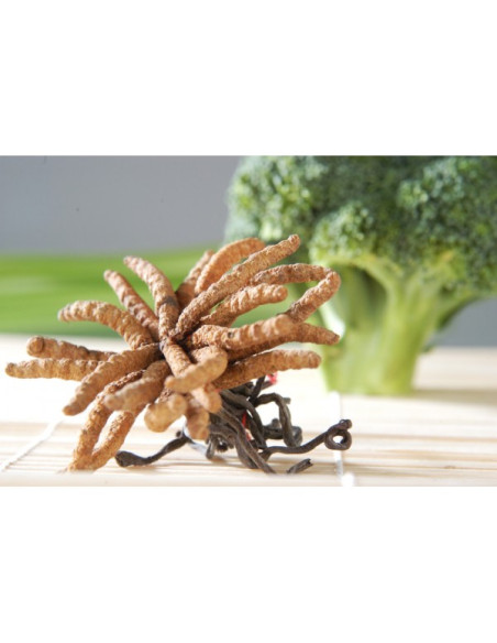 Cordyceps CS - 4 (Housenice čínská) 90 x 500mg, MycoMedica houba