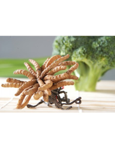 Cordyceps CS - 4 (Housenice čínská) 90 x 500mg, MycoMedica 2