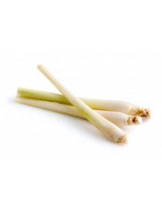 Lemongrass - Citronová tráva, Salvia Paradise 2