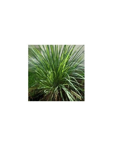 Lemongrass - Citronová tráva  50g, Salvia Paradise