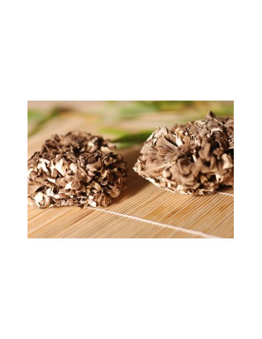 Maitake (Trsnatec lupenitý) 90 x 500mg, MycoMedica 1