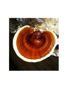 Reishi (Lesklokorka lesklá)  3 x 90 kapslí, Mycomedica 2