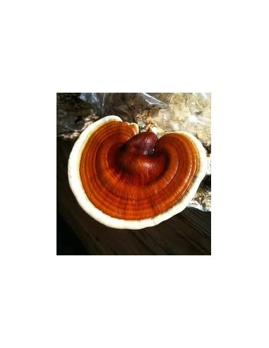 Reishi (Lesklokorka lesklá)  90 kapslí x 500 mg, Mycomedica 1