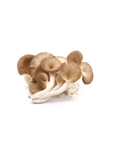 MycoMedica Hlíva ústřičná 90 kapslí 2