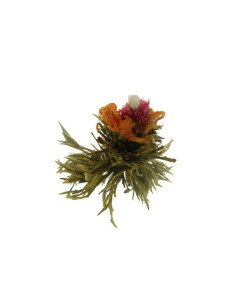 Oxalis Ai Xing Feng Xian Láskyplné srdce 1 ks - kvetoucí čaj